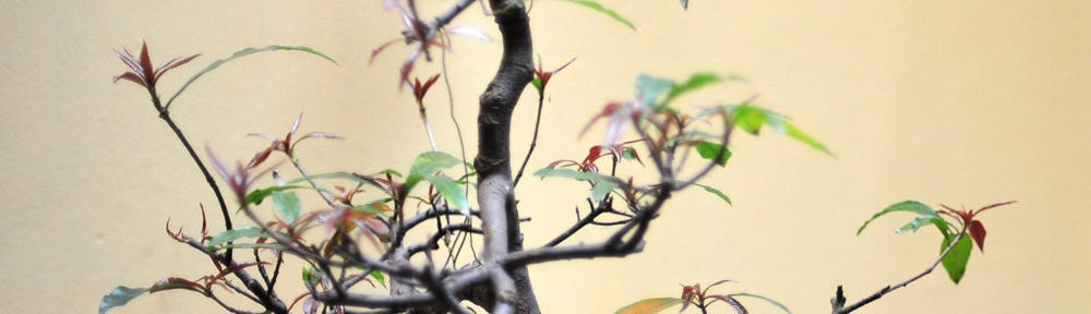 はやひろブログ