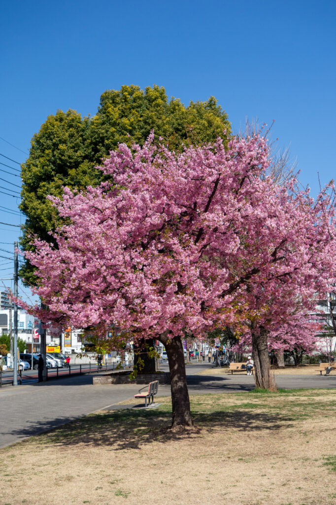 河津桜